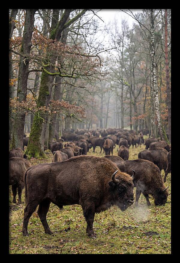 European Bison Herd In Poland