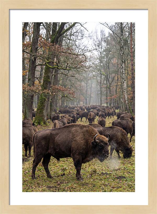 European Bison Herd In Poland