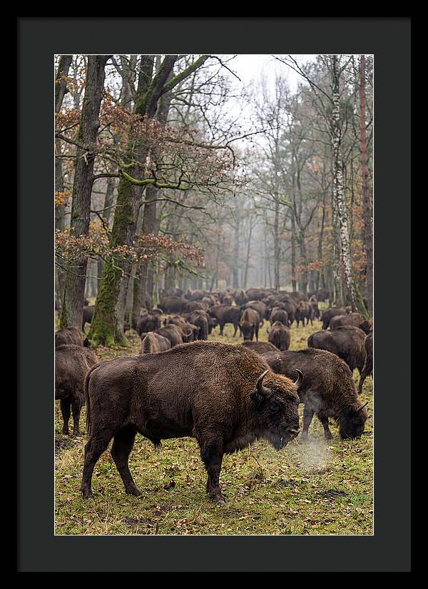 European Bison Herd In Poland