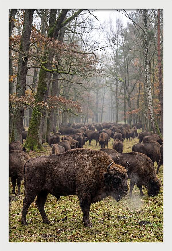 European Bison Herd In Poland