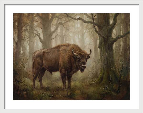 European Bison In Misty Forest