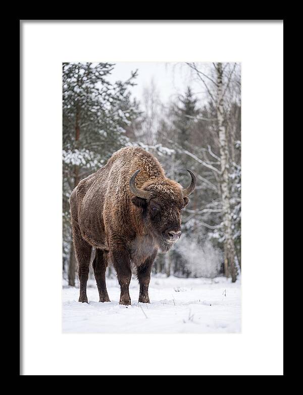 European Bison In Winter Wonderland