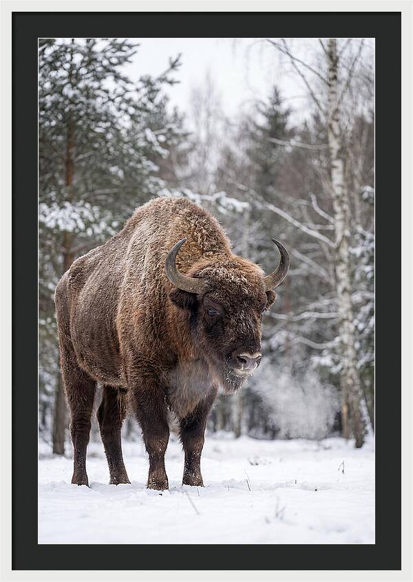 European Bison In Winter Wonderland