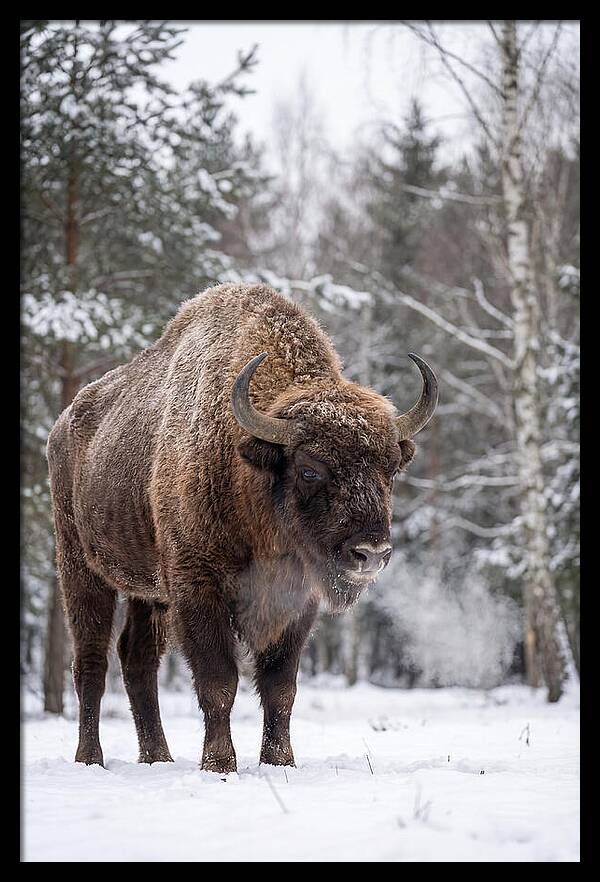 European Bison In Winter Wonderland