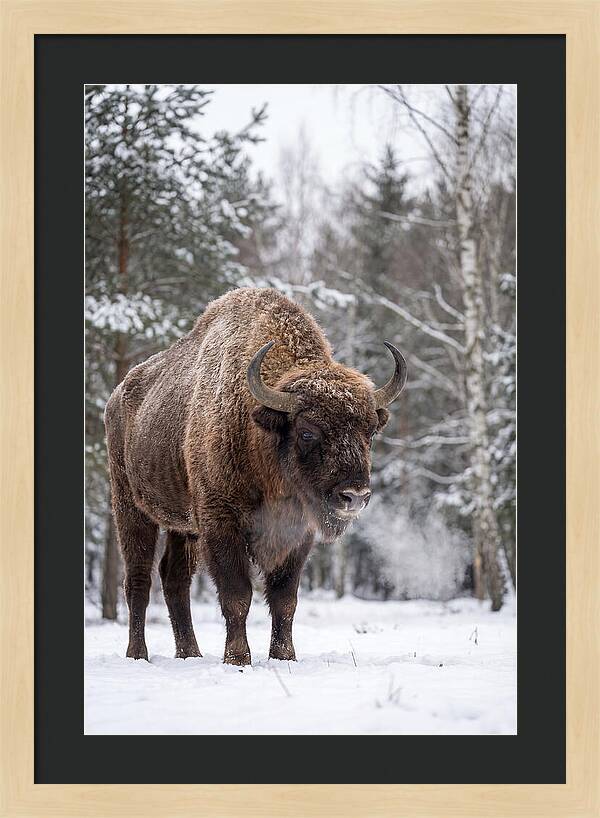 European Bison In Winter Wonderland