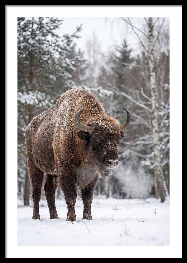 European Bison In Winter Wonderland