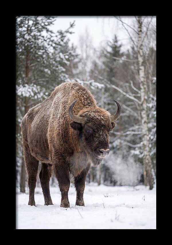 European Bison In Winter Wonderland