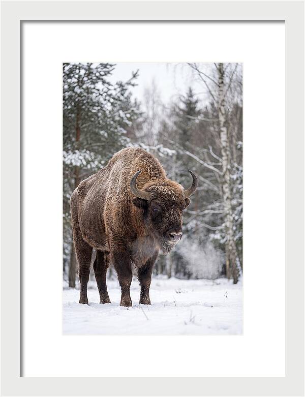 European Bison In Winter Wonderland