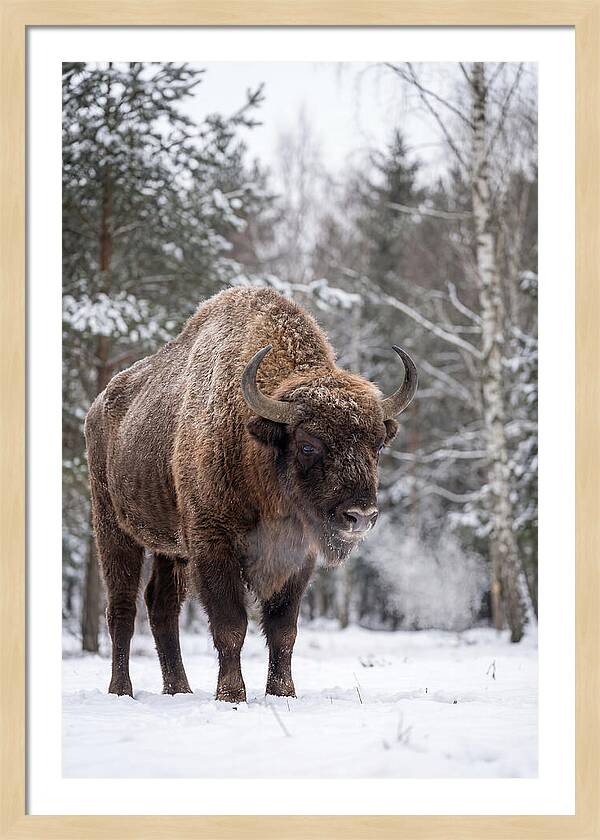 European Bison In Winter Wonderland