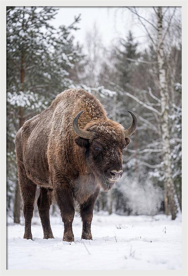 European Bison In Winter Wonderland