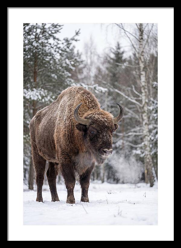 European Bison In Winter Wonderland