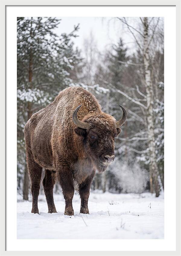 European Bison In Winter Wonderland