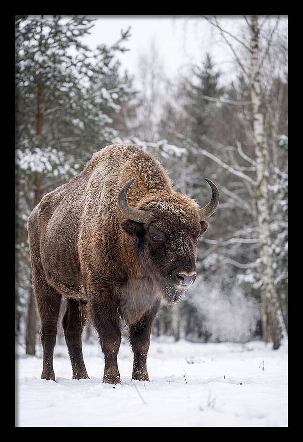 European Bison In Winter Wonderland