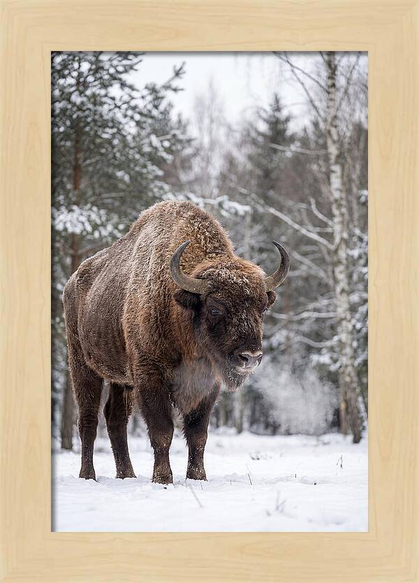European Bison In Winter Wonderland