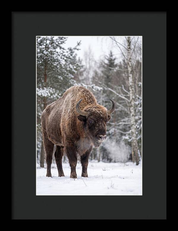 European Bison In Winter Wonderland