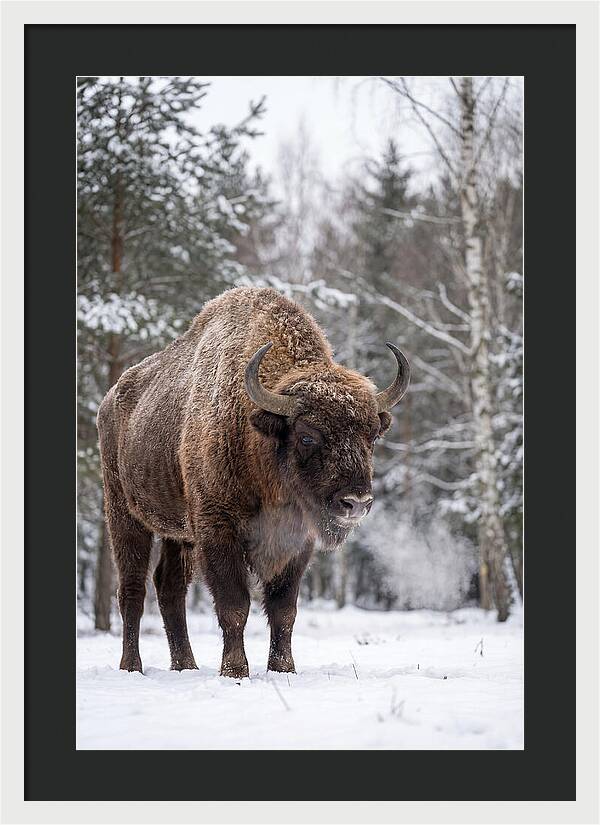 European Bison In Winter Wonderland