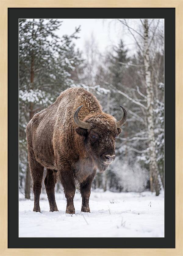 European Bison In Winter Wonderland