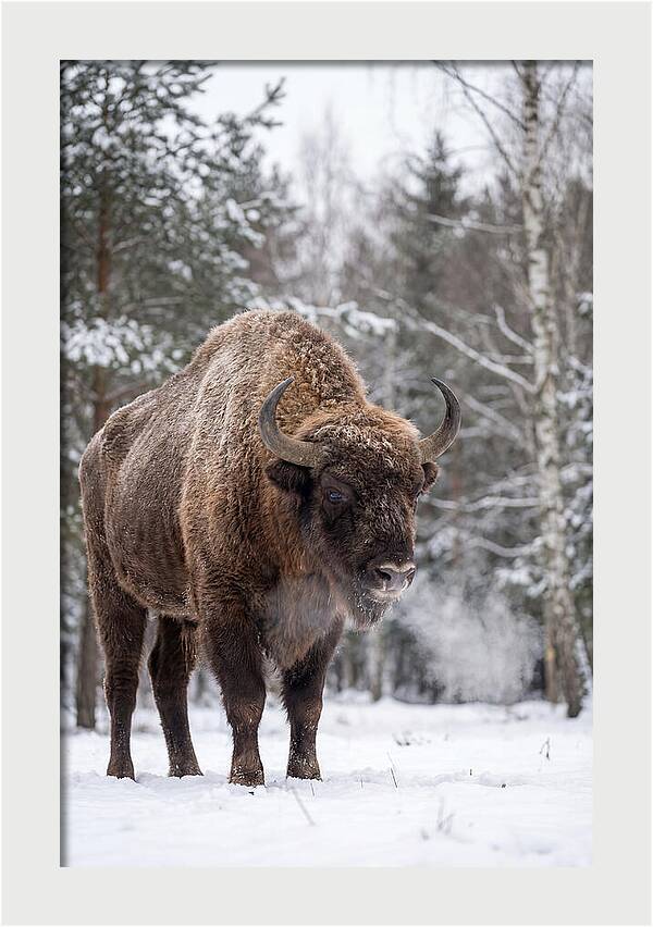 European Bison In Winter Wonderland