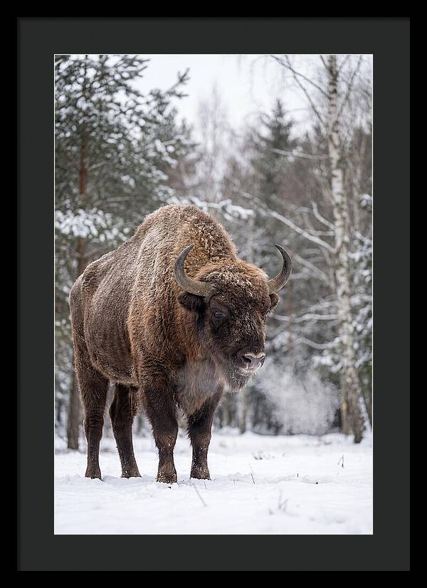 European Bison In Winter Wonderland