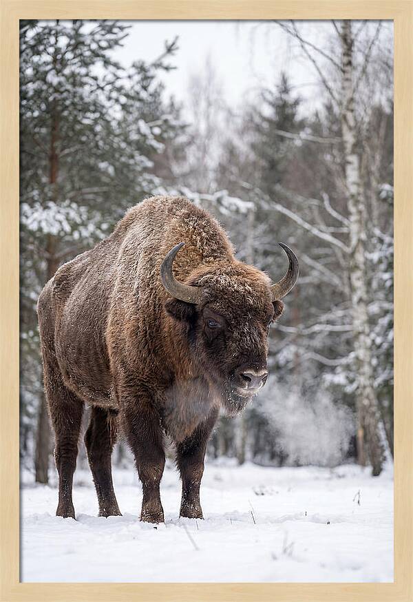 European Bison In Winter Wonderland