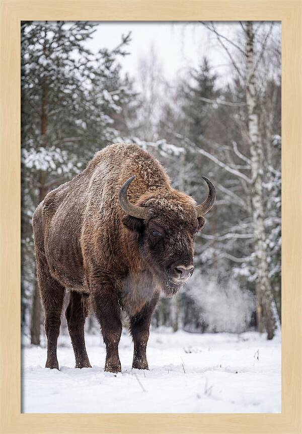 European Bison In Winter Wonderland
