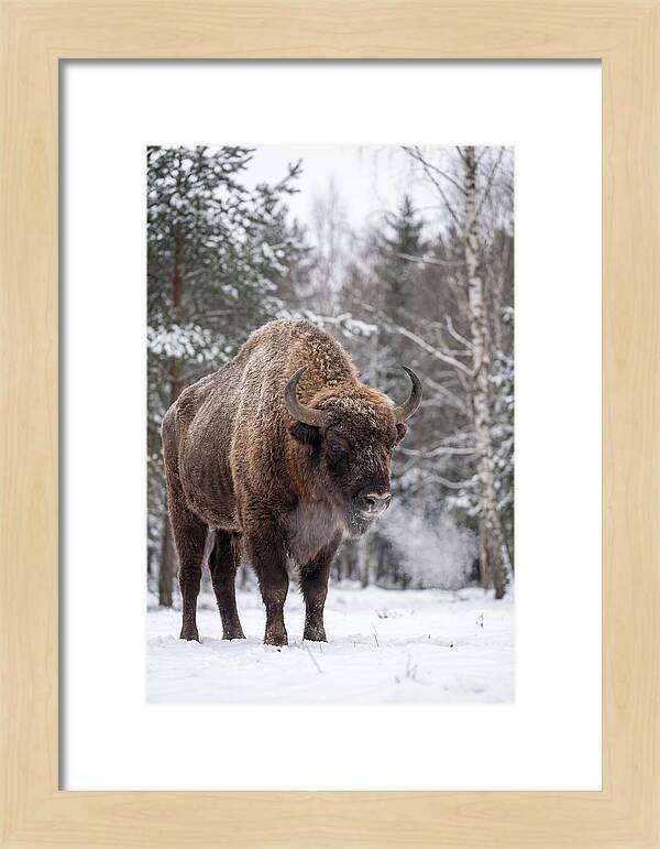 European Bison In Winter Wonderland