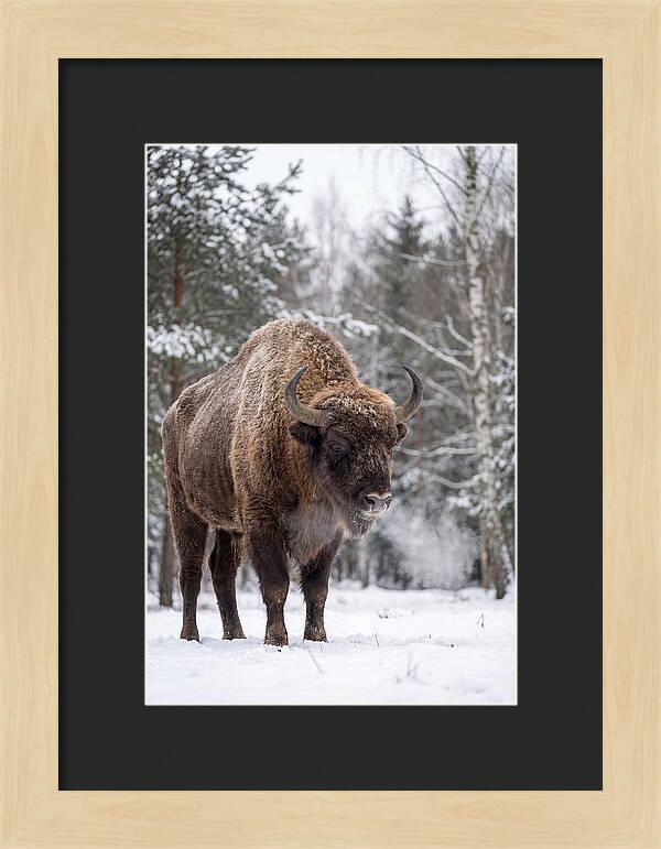 European Bison In Winter Wonderland
