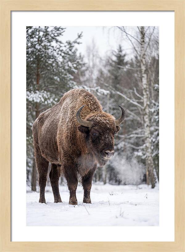 European Bison In Winter Wonderland