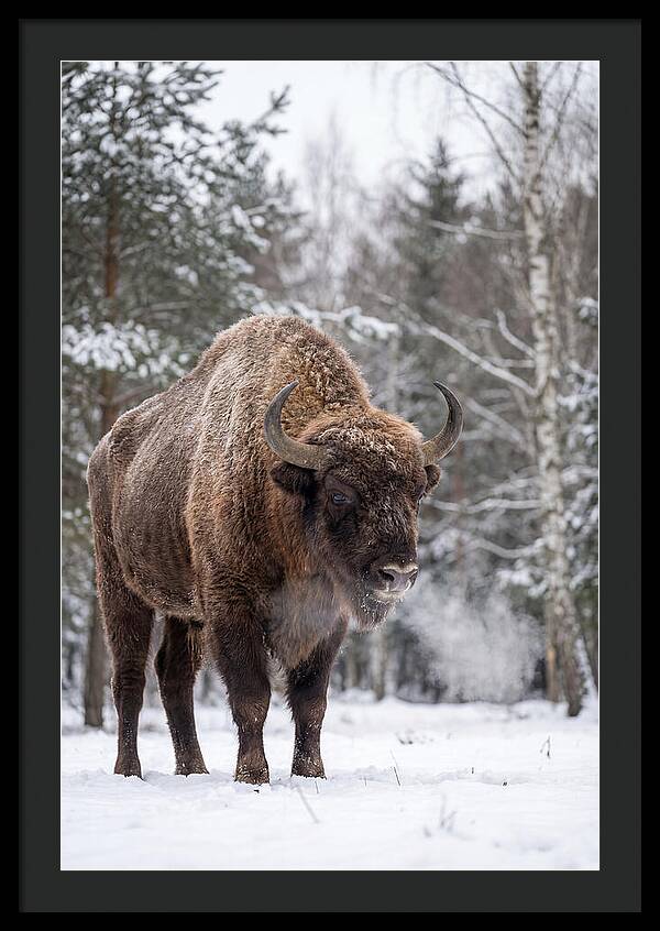 European Bison In Winter Wonderland
