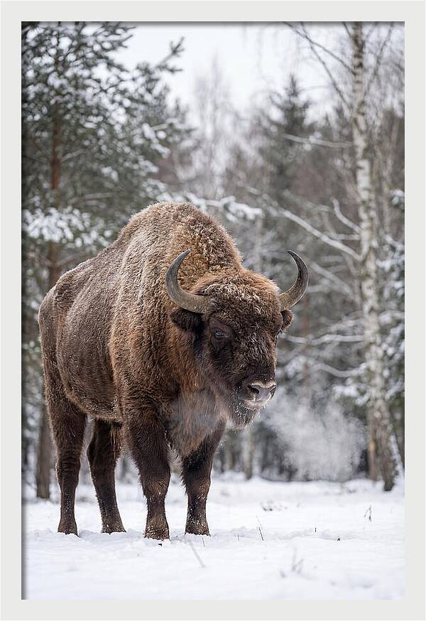European Bison In Winter Wonderland