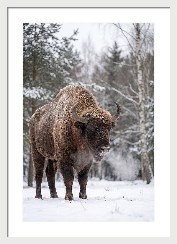 European Bison In Winter Wonderland