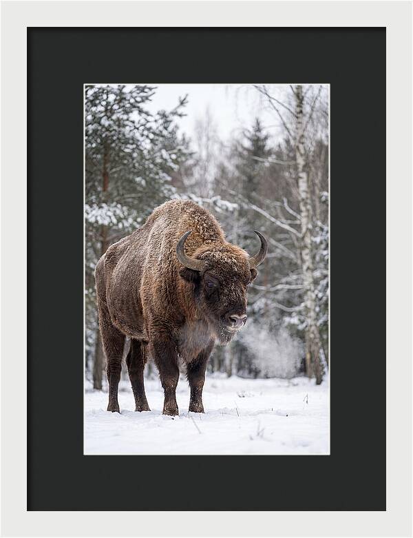 European Bison In Winter Wonderland