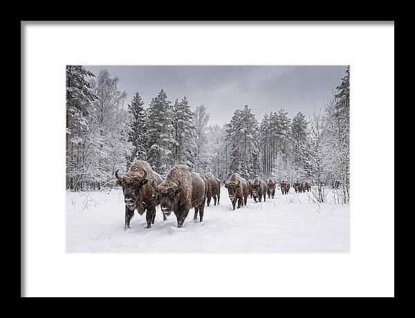 European Bison Walking Through Snow