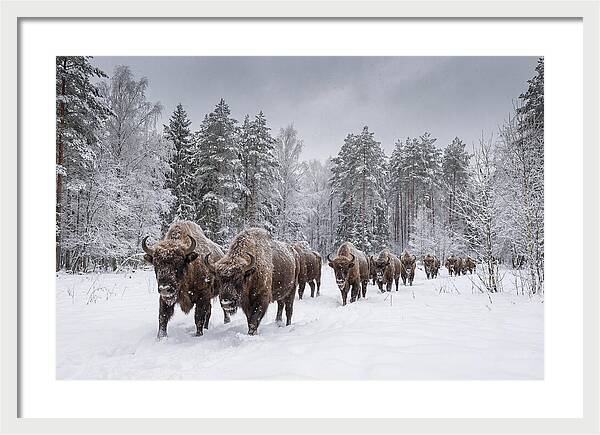 European Bison Walking Through Snow