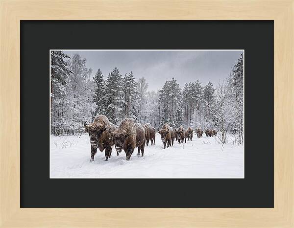 European Bison Walking Through Snow