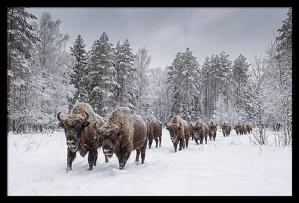 European Bison Walking Through Snow
