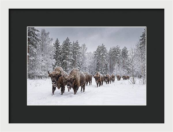 European Bison Walking Through Snow