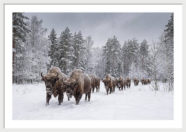 European Bison Walking Through Snow