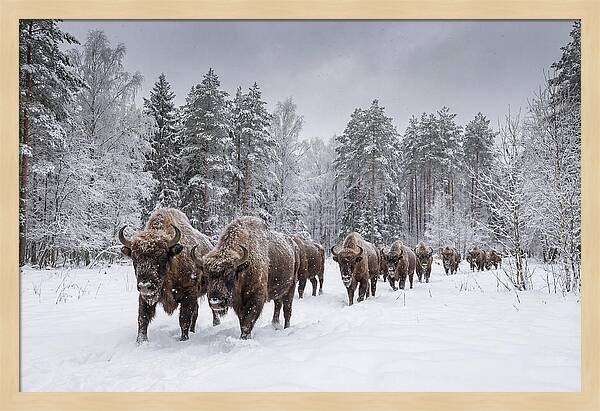 European Bison Walking Through Snow