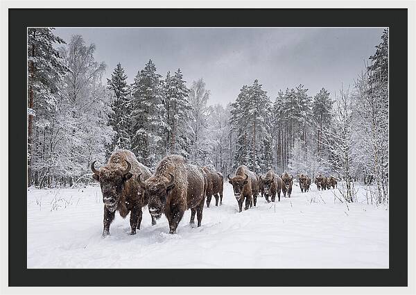 European Bison Walking Through Snow