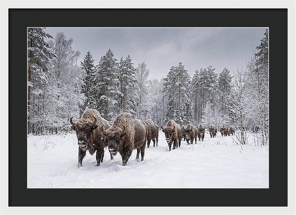 European Bison Walking Through Snow