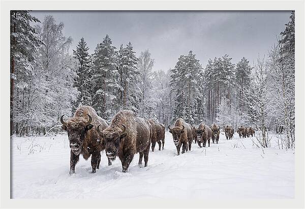European Bison Walking Through Snow