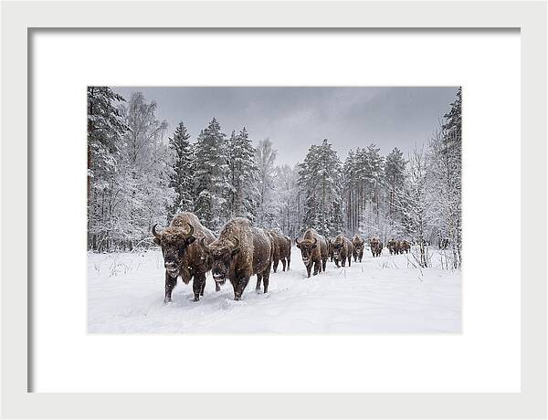 European Bison Walking Through Snow