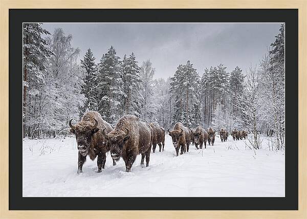 European Bison Walking Through Snow
