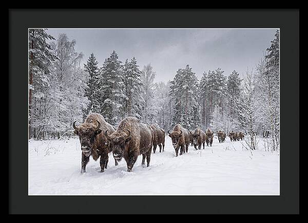 European Bison Walking Through Snow