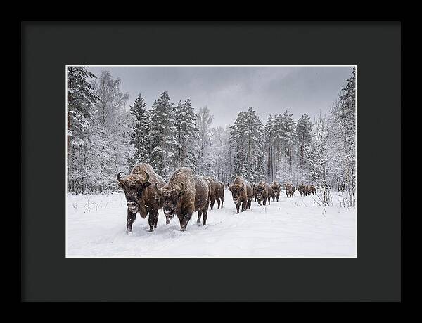European Bison Walking Through Snow