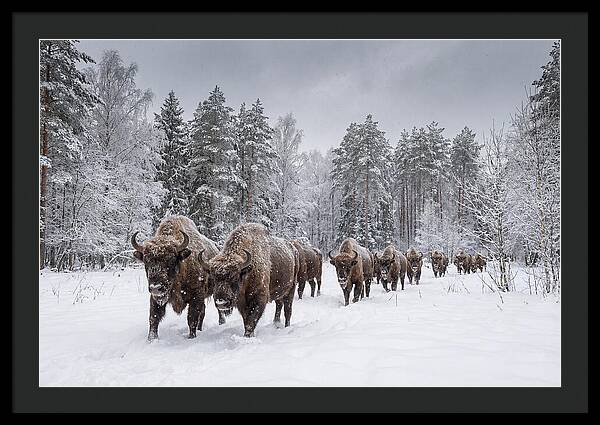 European Bison Walking Through Snow