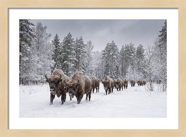 European Bison Walking Through Snow