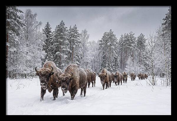European Bison Walking Through Snow