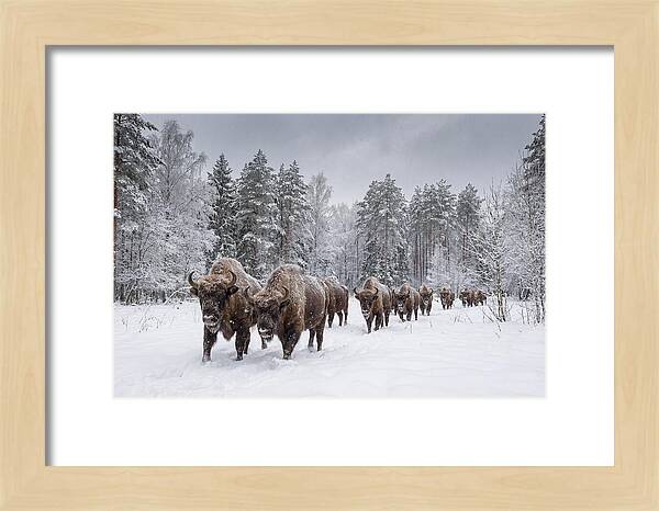 European Bison Walking Through Snow